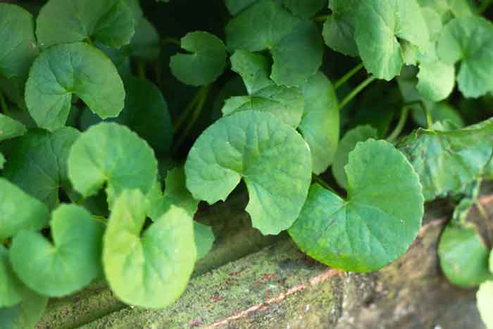 how to identify brahmi plant