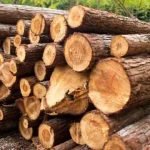 raw-sagwan-wood-india