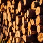 sagwan-wood-india