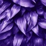 how-to-make-violet-color