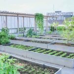 rooftop-vegetable-garden