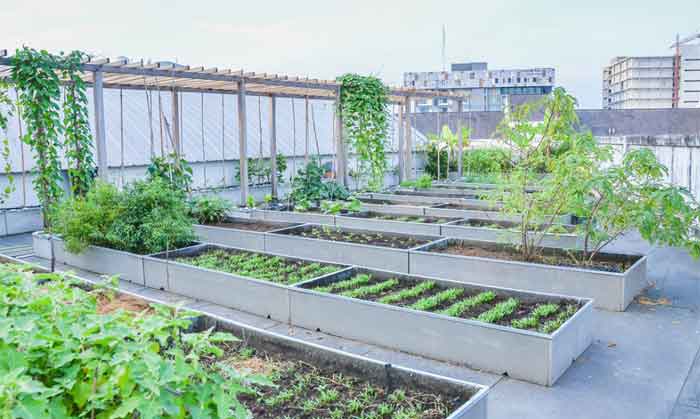 terrace vegetable garden ideas