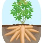 tapioca-plant-images