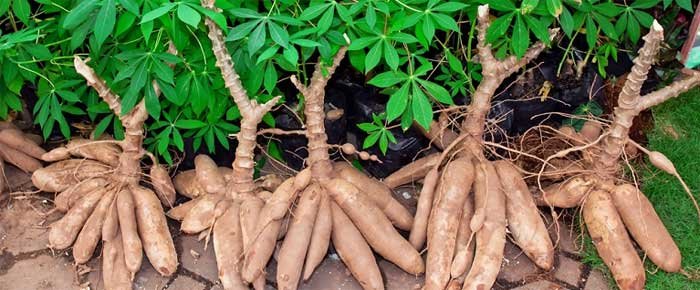 tapioca plant