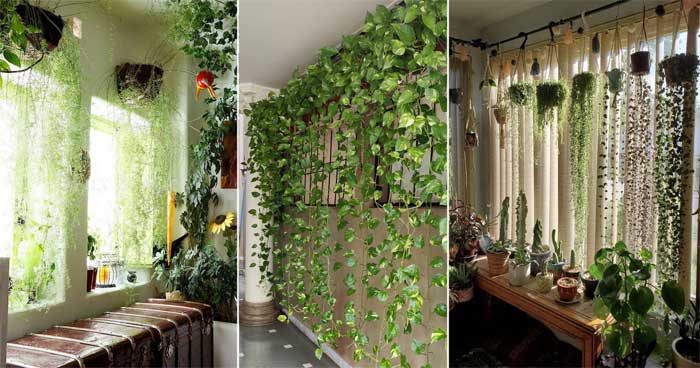 Curtain Forms Money Plant