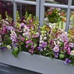 Window-Planting