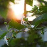 history-parijat-plant-raat-ki-rani