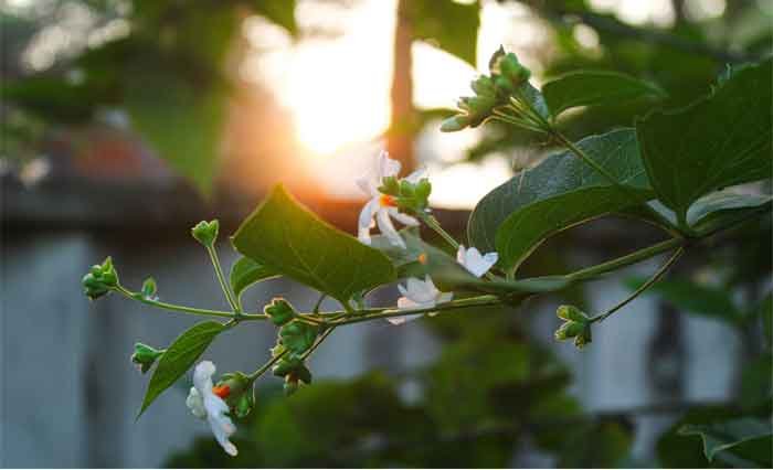 History of Parijat or Rani ki Rani Plant