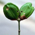 parijat-flower-raat-ki-rani-phool