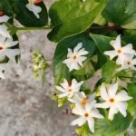 parijat-raat-ki-rani-plant-flower