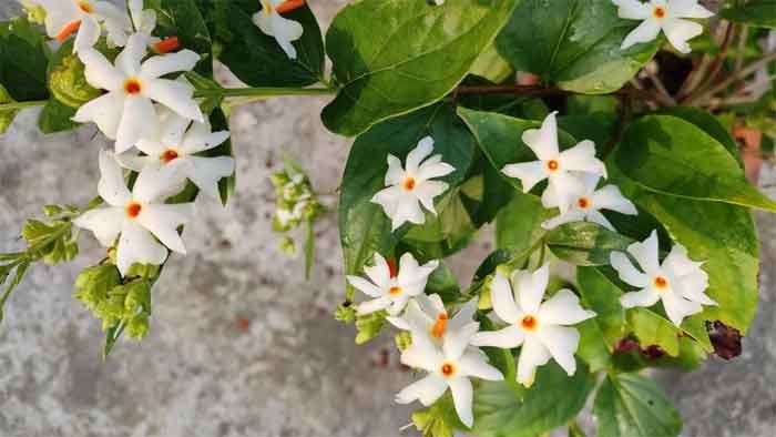 parijat or raat ki rani ka paudha phool flower