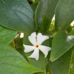 raat-ki-rani-ka-paudha-phool-image