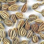 ajwain-plant-features