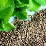 ajwain-plant-with-seeds