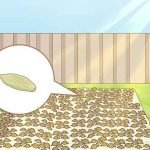 drying-elaichi-plant-seeds