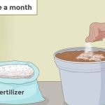 elaichi-plant-fertilizer