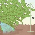 elaichi-plant-height