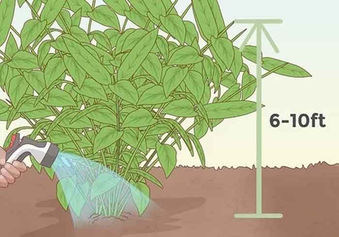 elaichi plant height