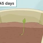 elaichi-plant-propogation