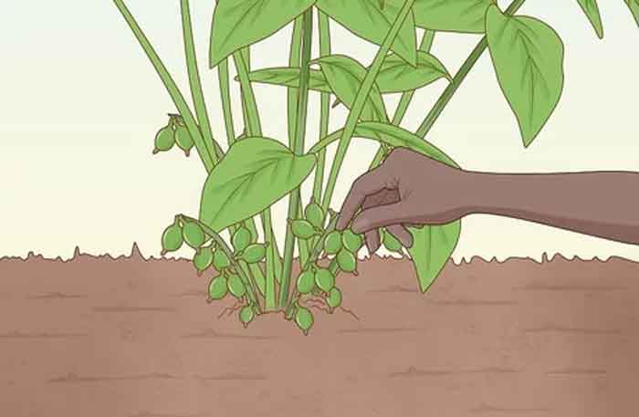 grow cardamom plant