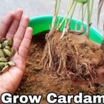 growing-elaichi-plant