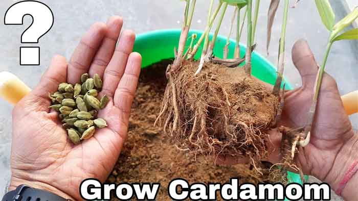 how to grow elaichi plant at home
