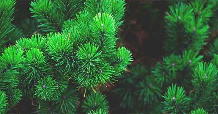 pine wood tree