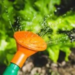 plants-watering