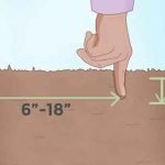 propagating-elaichi-plant