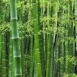 Bamboo-Wallpaper