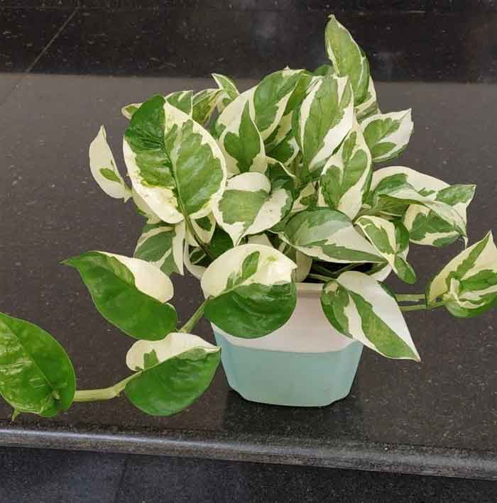 The Marble Prince Money Plant 
