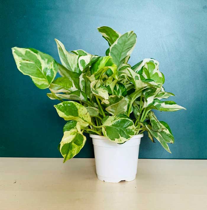 The Marble Queen type of Money Plant