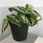 The-Silver-Money-Plant