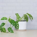 The-Split-leaf-Money-Plant