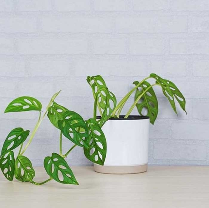 The Split leaf Money Plant