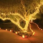 Wrap-lights-around-tree-tru