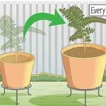 caring-curry-leaves-plant