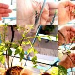 curry-leaves-pests-problems