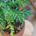 curry-leaves-plant-care