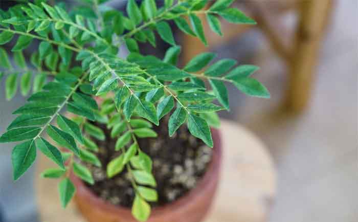 curry leaves plant care