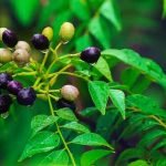 curry-leaves-seeds-dried