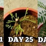 growing-curry-plant-direct