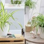 spider-plant-vastu