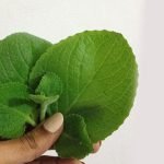 Ajwain-plant