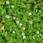 Brahmi-plant