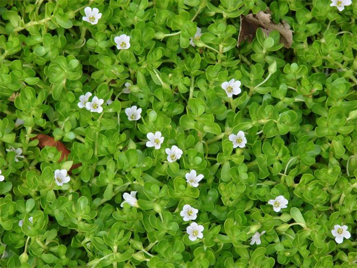 Brahmi Plant