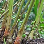 Elaichi-plant