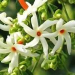 Parijat-flower