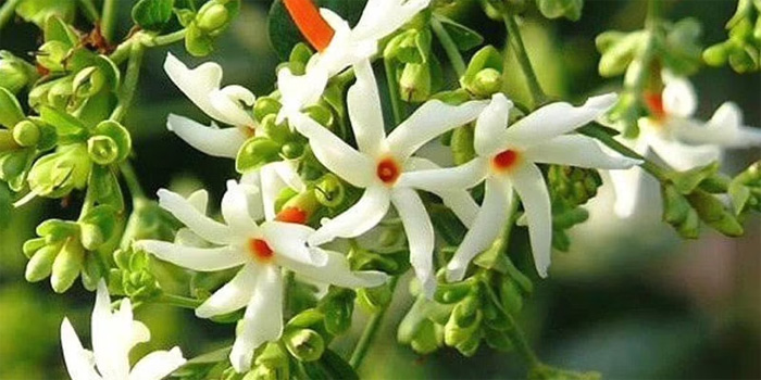 Parijat flower
