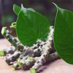 What-exactly-is-giloy